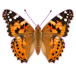 Butterflies