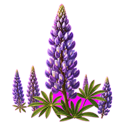 Wildflowers